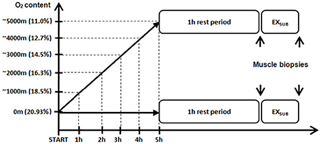 fphys-07-00676-g001.jpg