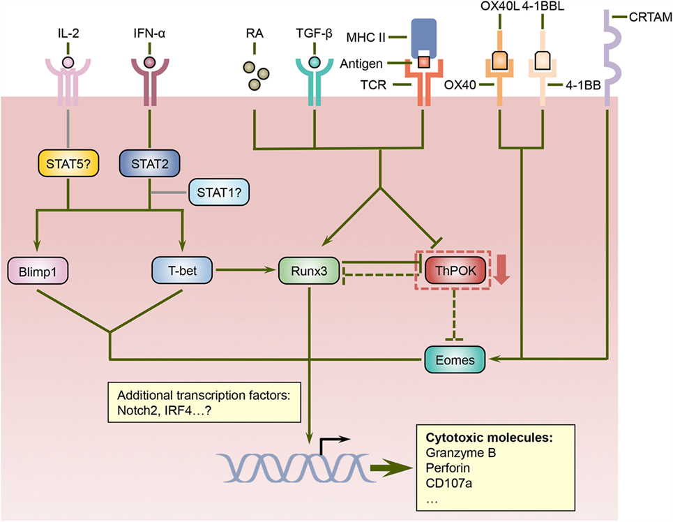 Frontiers | Cytotoxic CD4 T Cells: Differentiation, Function, and