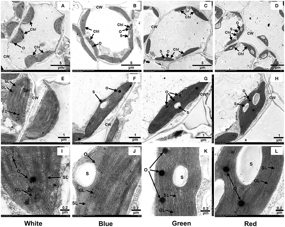 【コンビニ受取対応商品】 Frontiers | An RNA-Seq Analysis of Grape Plantlets Grown in アクセサリー
