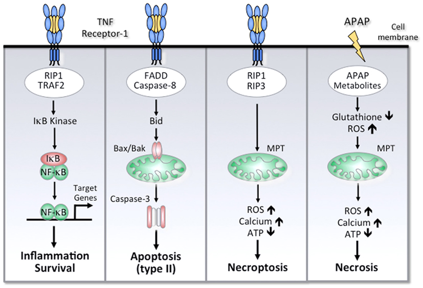 Frontiers | Mechanisms of Cell Death in Acute Liver Failure Frontiers | Mechanisms of Cell Death in Acute Liver Failure