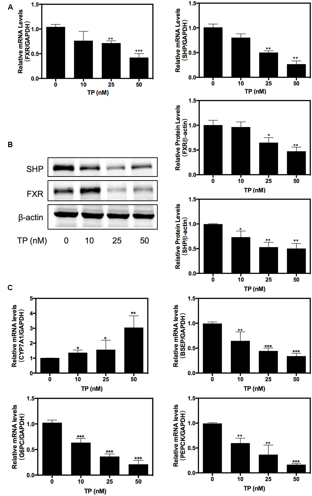 Frontiers | Activation of Sirt1/FXR Signaling Pathway