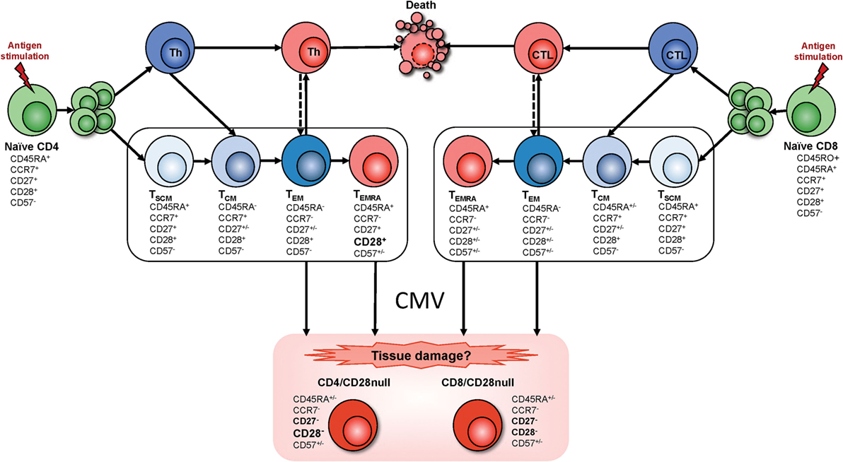 Frontiers | Expansions of Cytotoxic CD4+CD28− T Cells Drive