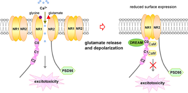 Frontiers | Negative modulation of NMDA receptor channel