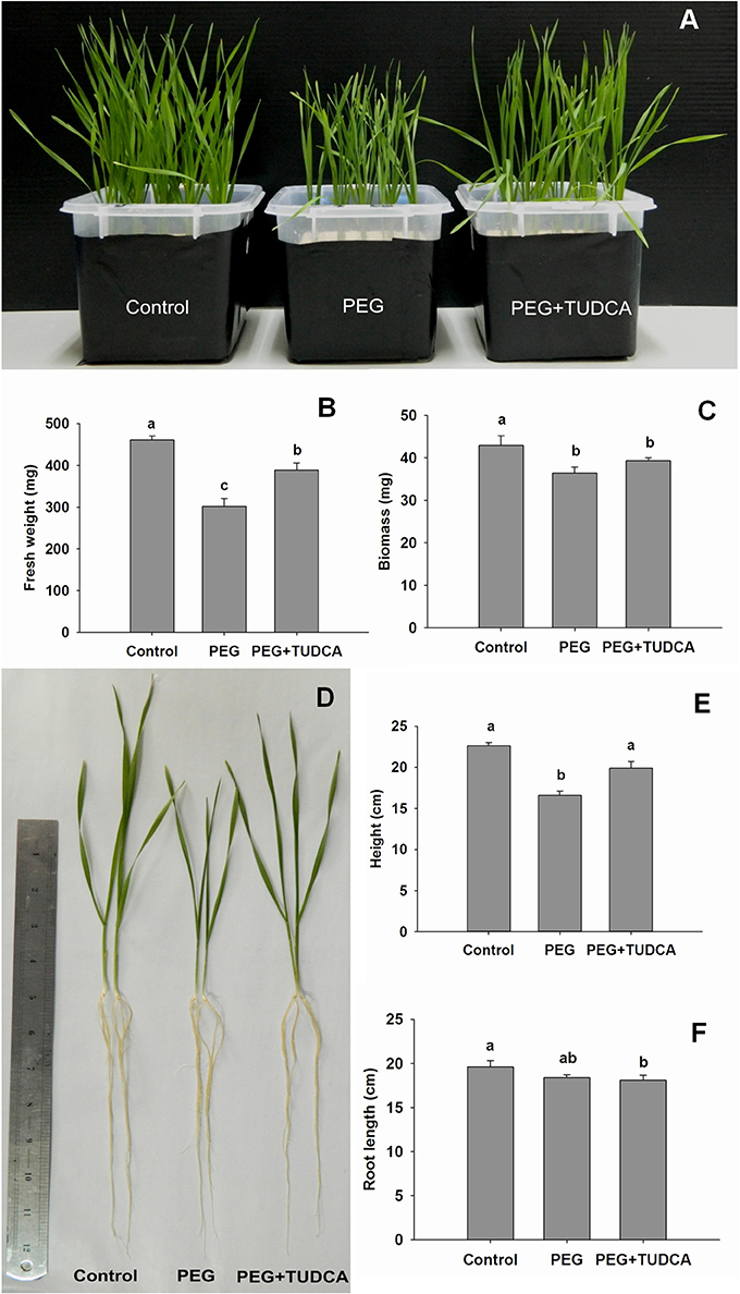 Y fpls-08-00667-g001.jpg