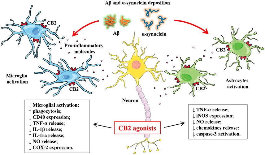 Frontiers | Cannabinoid Receptor 2 Signaling in
