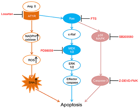yu  Full-length transcriptome and co-expression network analysis