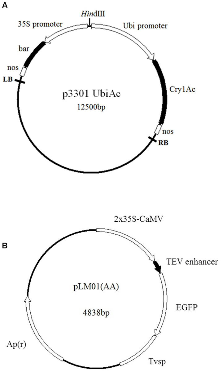 fpls-08-00383-g001.jpg