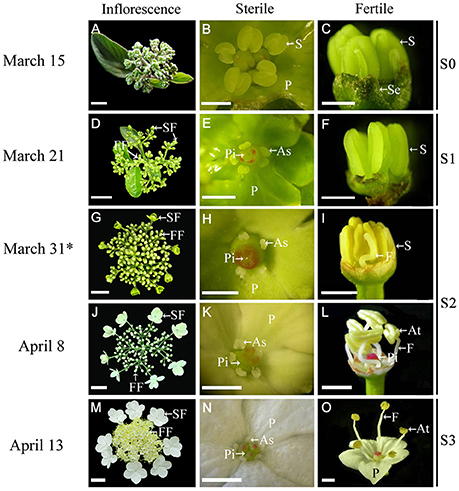 Frontiers | Transcriptomic Analysis Reveals Mechanisms of