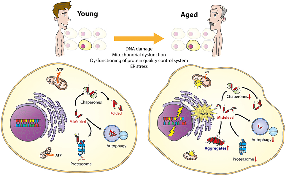 人気のクリスマスアイテムがいっぱい！ Frontiers | Cellular Regulation of Amyloid Formation in キッズ・ファミリー
