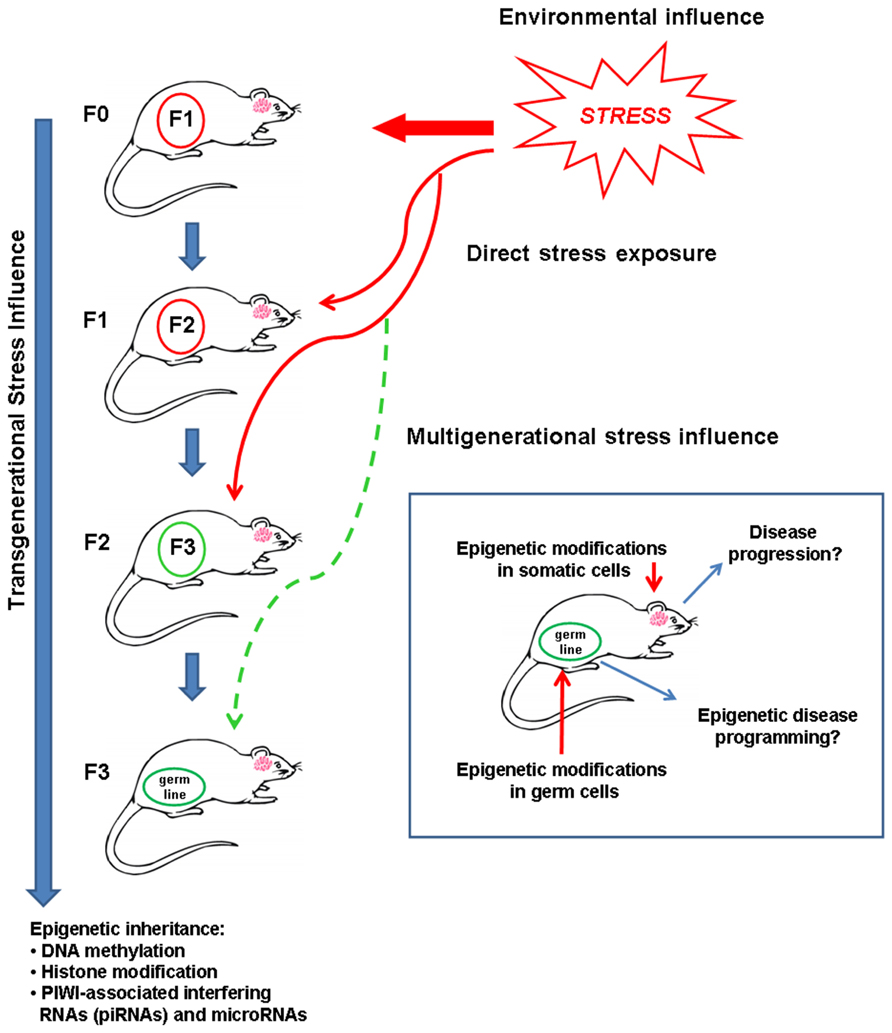The secret language of destiny: stress imprinting and transgenerational  origins of disease - Frontiers