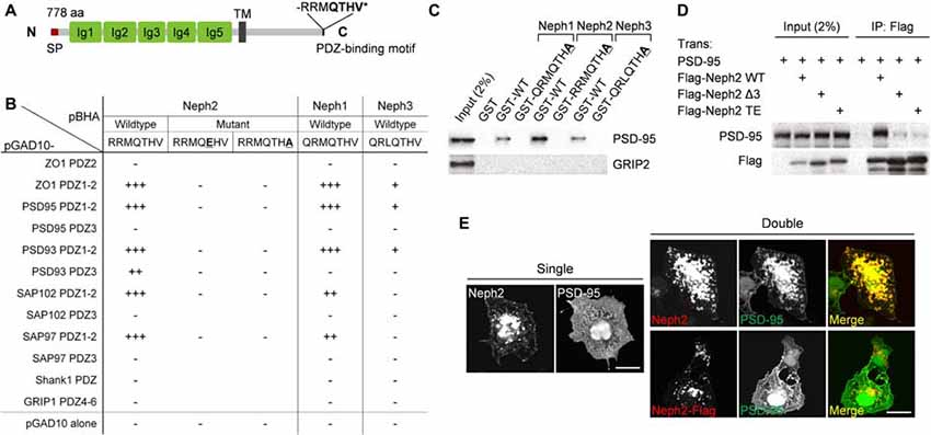Frontiers | Increased Excitatory Synaptic Transmission of Dentate ...