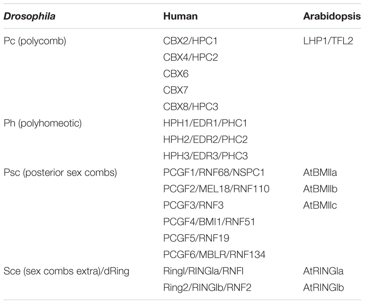 Frontiers LHP1 Could Act as an Activator and a Repressor of
