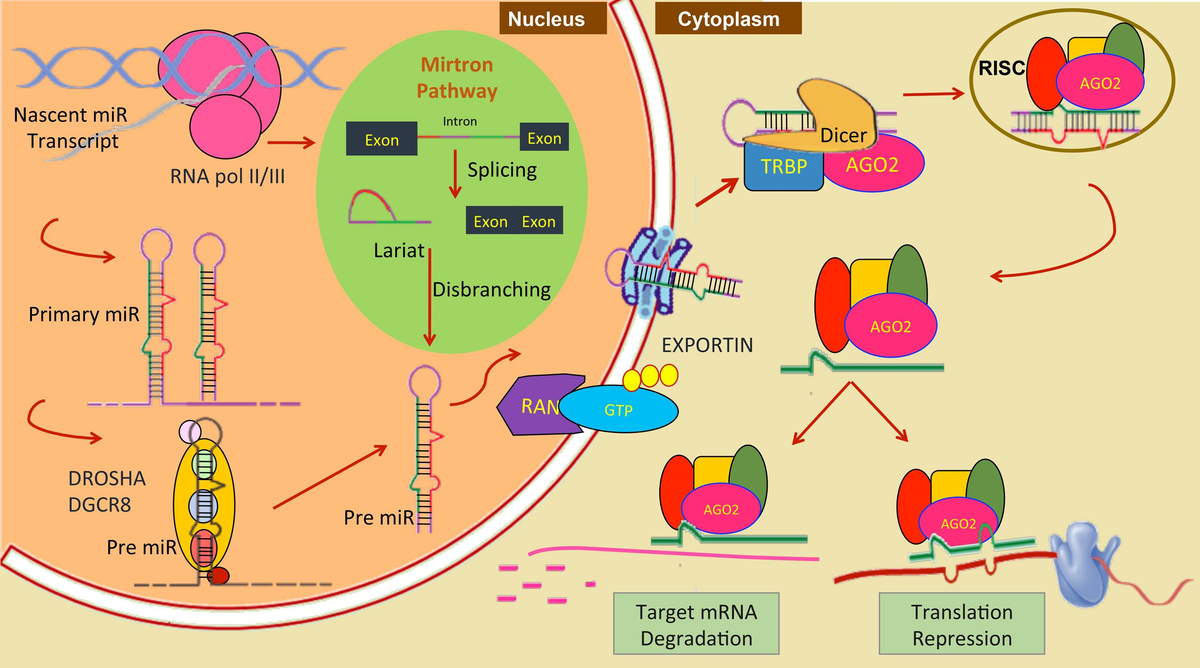 Frontiers | Micromanagement of Immune System: Role of miRNAs