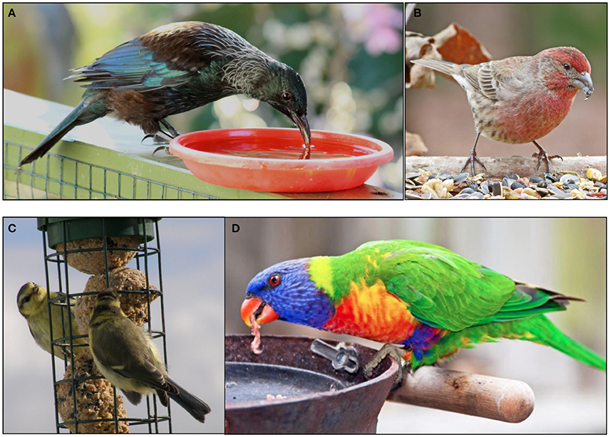 Countrywide parrot food top