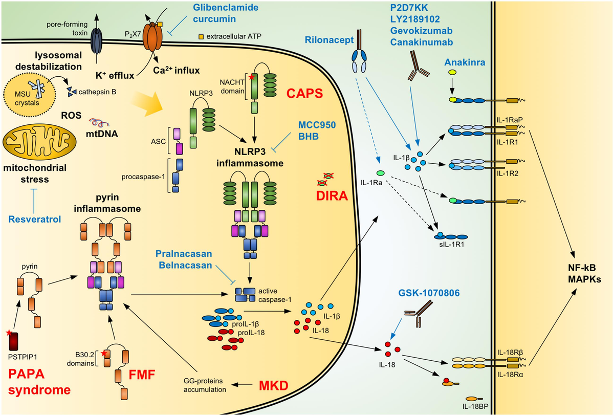 Frontiers | Potential of IL-1, IL-18 and Inflammasome Inhibition for the  Treatment of Inflammatory Skin Diseases