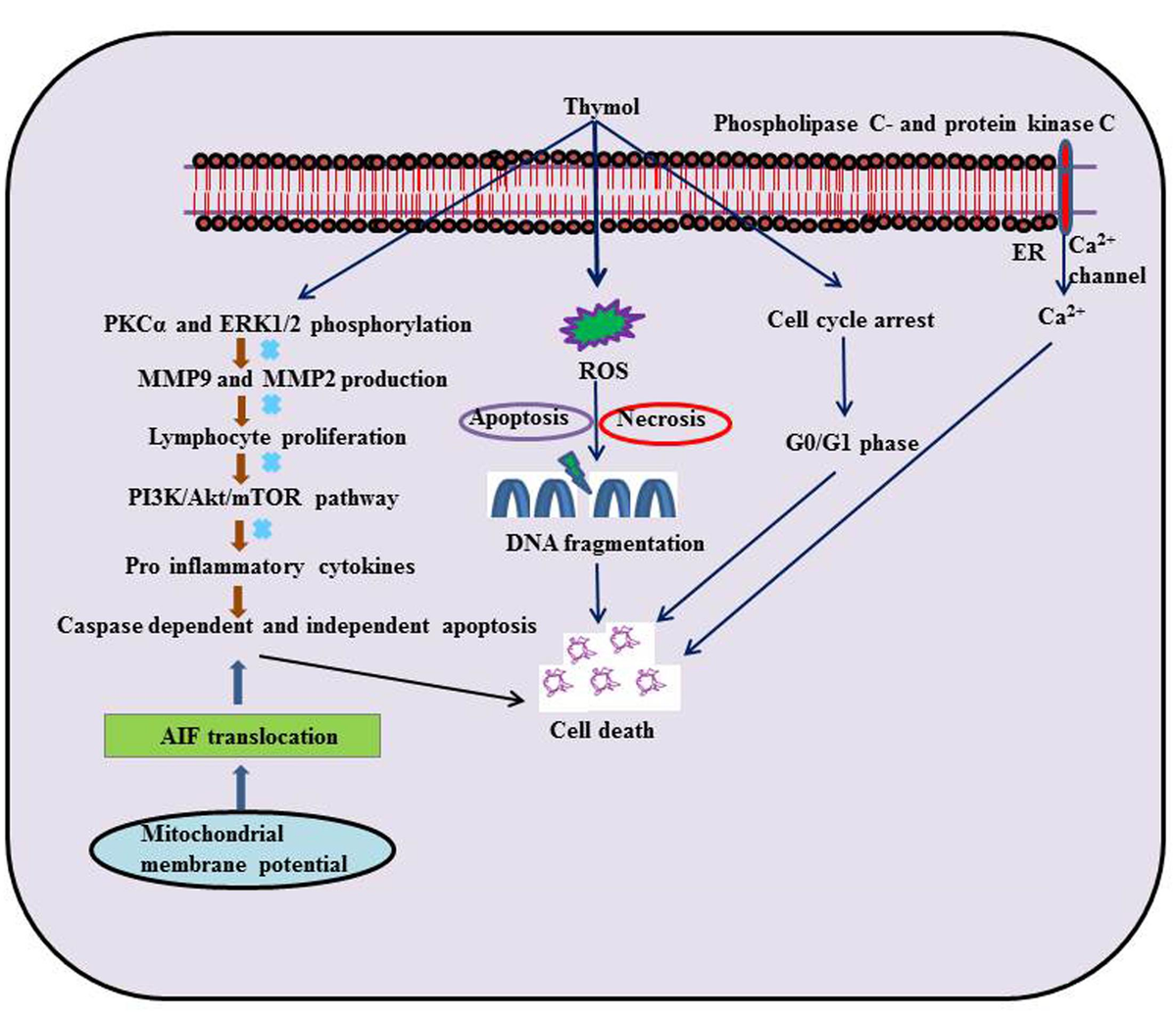 Frontiers | Pharmacological Properties and Molecular