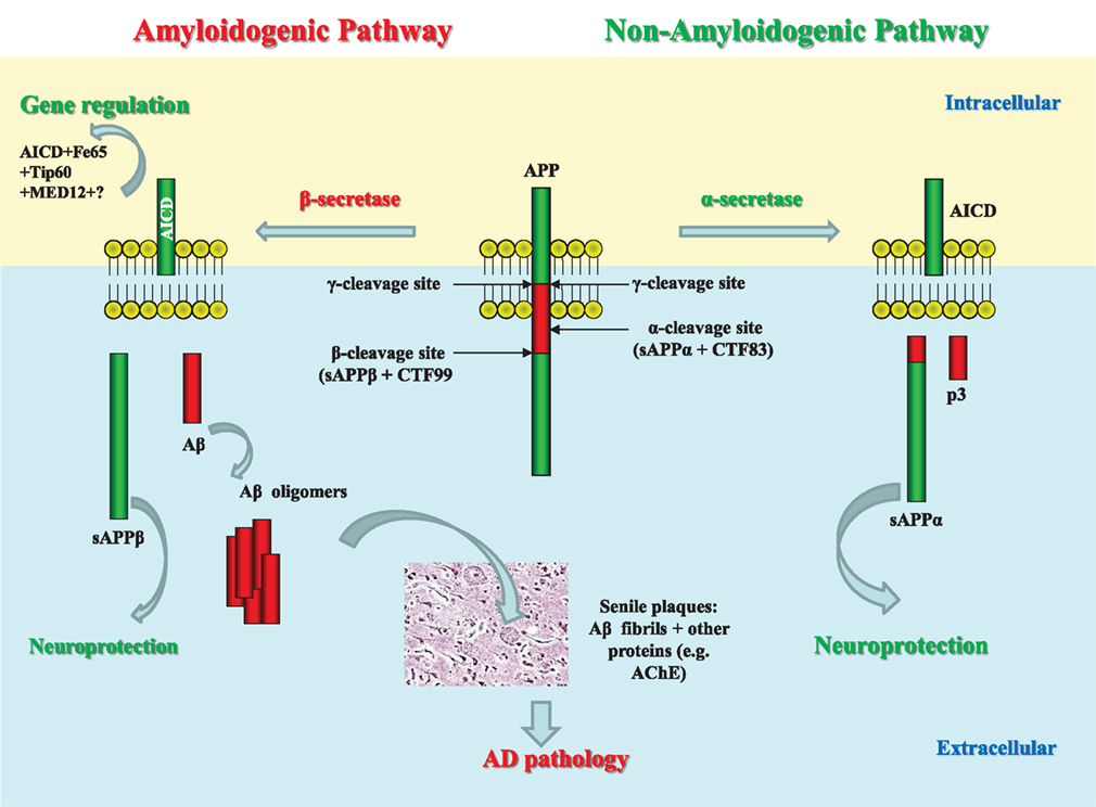 Frontiers | Lipid Rafts and Alzheimer's Disease: Protein