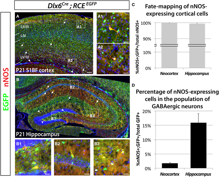 Frontiers | The origin of neocortical nitric oxide synthase