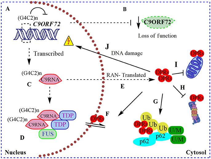 Frontiers | The Enigmatic Role of C9ORF72 in Autophagy Frontiers | The Enigmatic Role of C9ORF72 in Autophagy