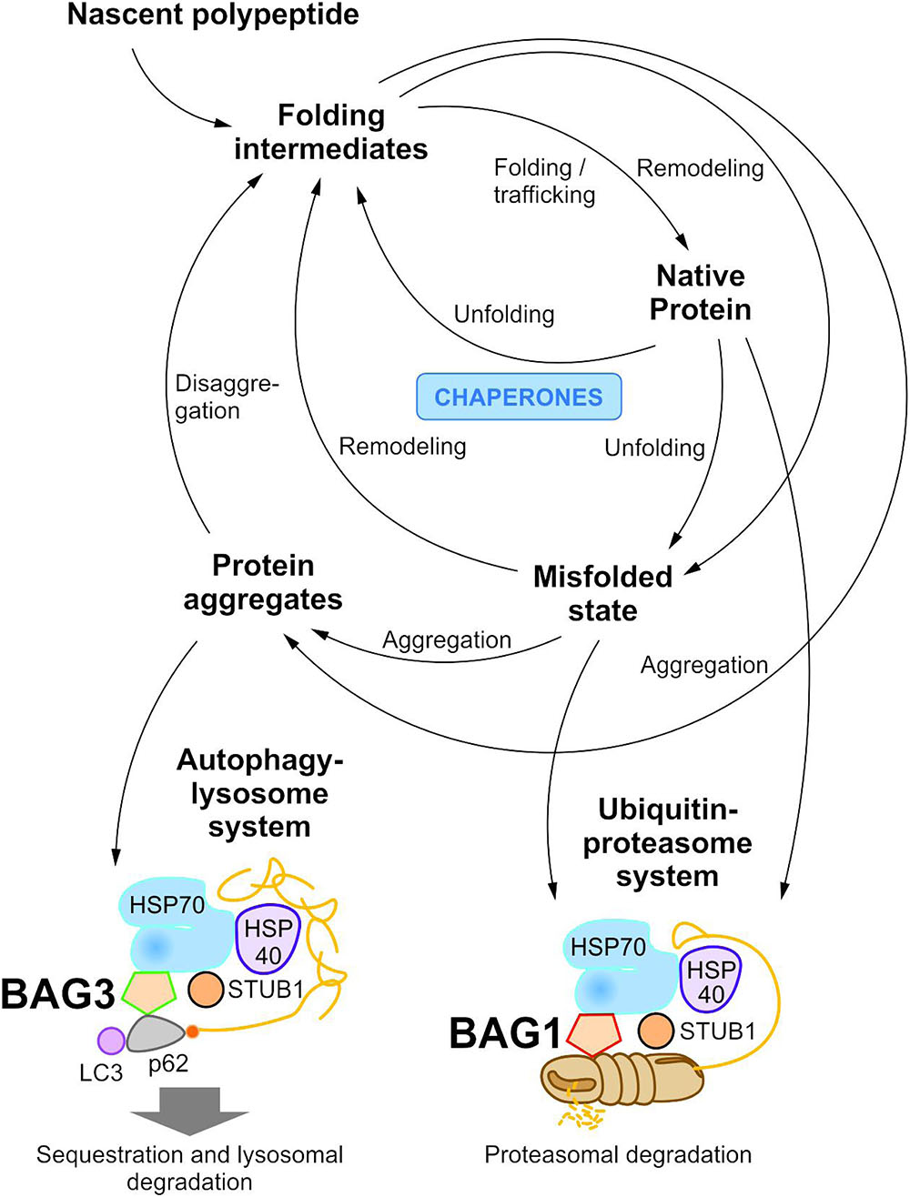 Frontiers | The Role of the Multifunctional BAG3 Protein in