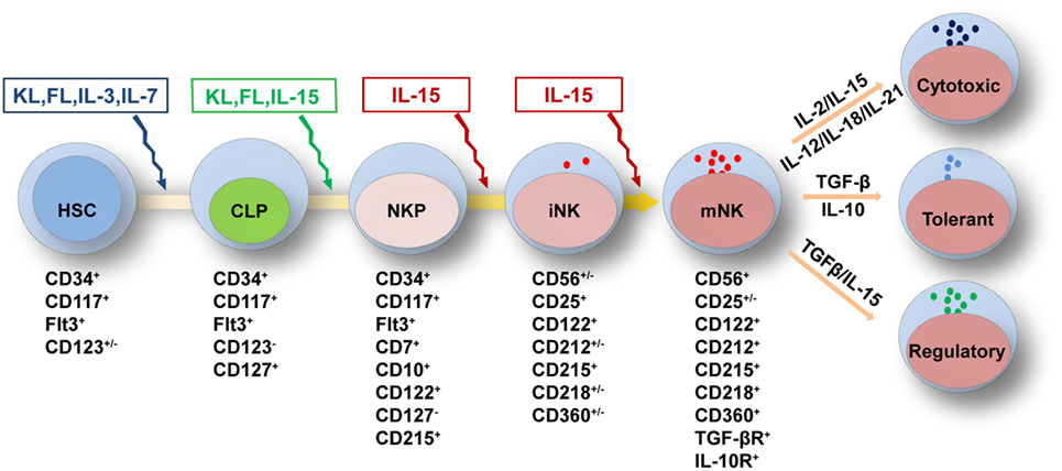 Frontiers | Developmental and Functional Control of Natural