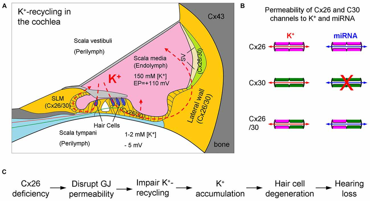 Frontiers | Hypothesis of K+-Recycling Defect Is Not a