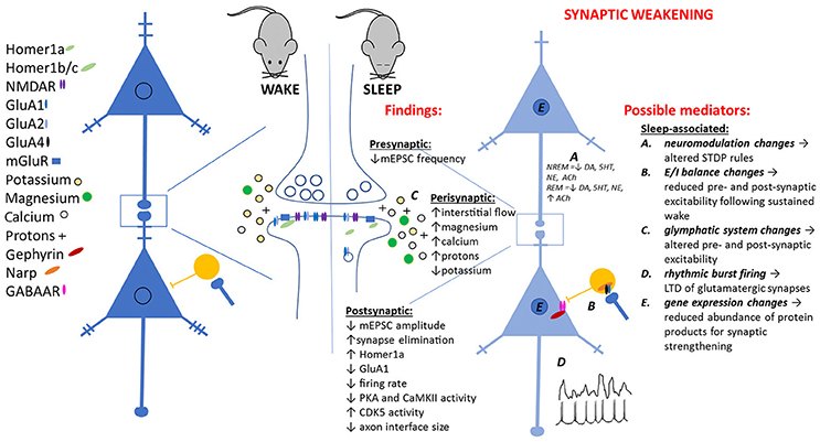 Frontiers | Linking Network Activity to Synaptic Plasticity