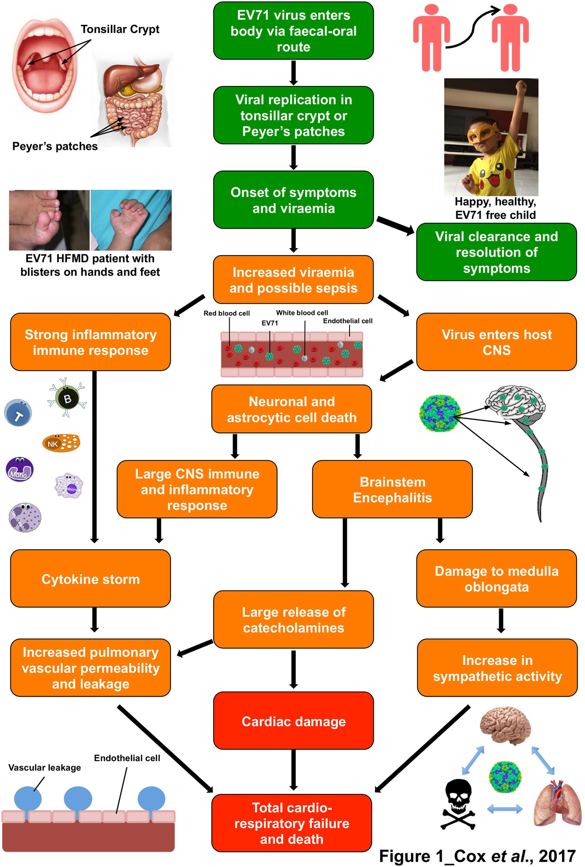 Frontiers | Immunopathogenesis and Virus–Host Interactions of 