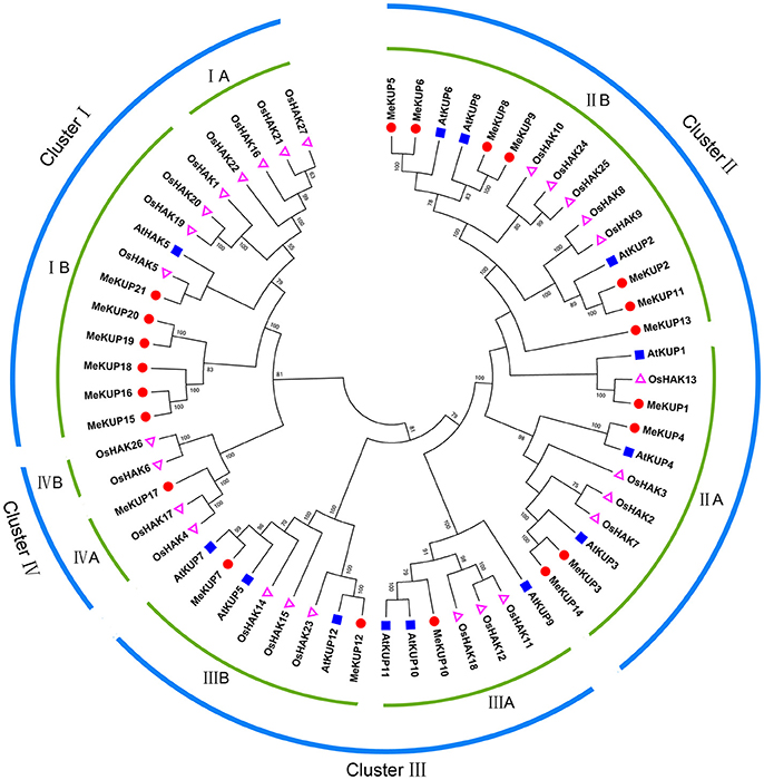 Frontiers | Genome-Wide Identification and Expression