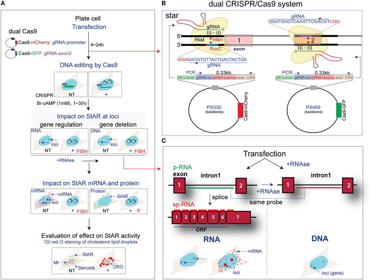 Frontiers | Monitoring of Dual CRISPR/Cas9-Mediated