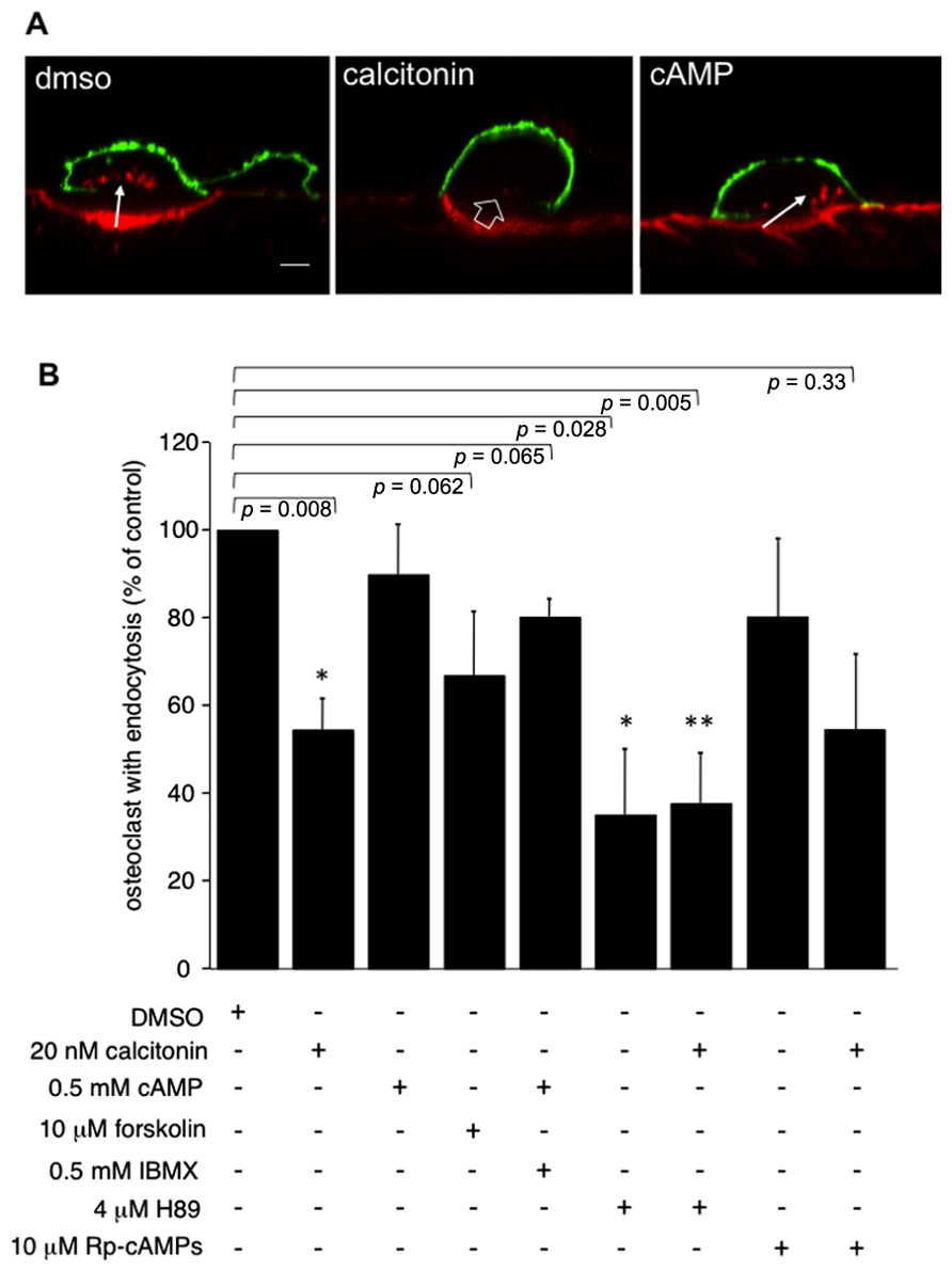 Frontiers | Hormone-stimulated modulation of endocytic