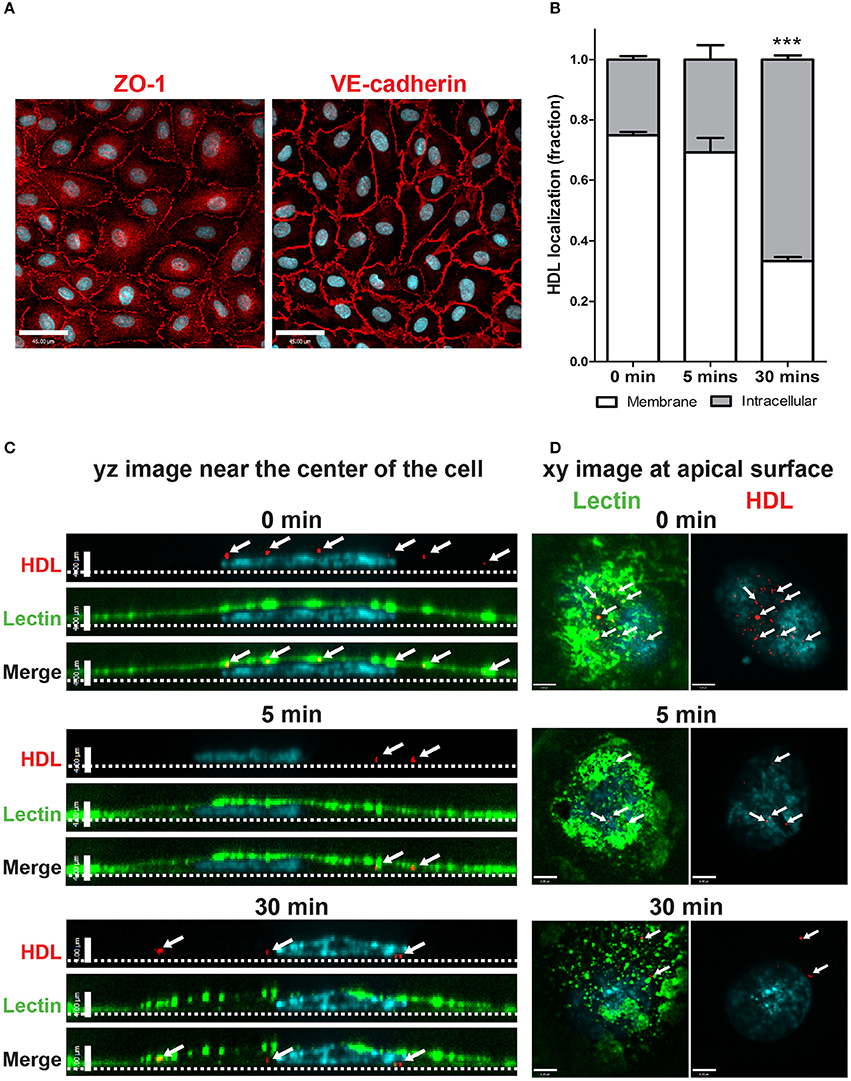 Frontiers | SR-BI Mediated Transcytosis of HDL in Brain Microvascular  Endothelial Cells Is Independent of Caveolin, Clathrin, and PDZK1