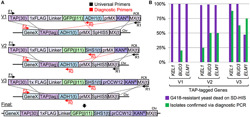人気 ブランド 服をチェック - 最新トレンドファッション | Frontiers CRISPR-UnLOCK: Cas9-Based Multipurpose テープ・マスキングテープ