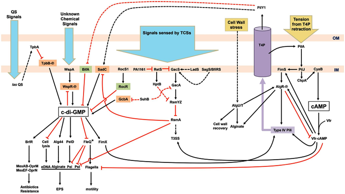 Frontiers | Surface Sensing for Biofilm Formation in