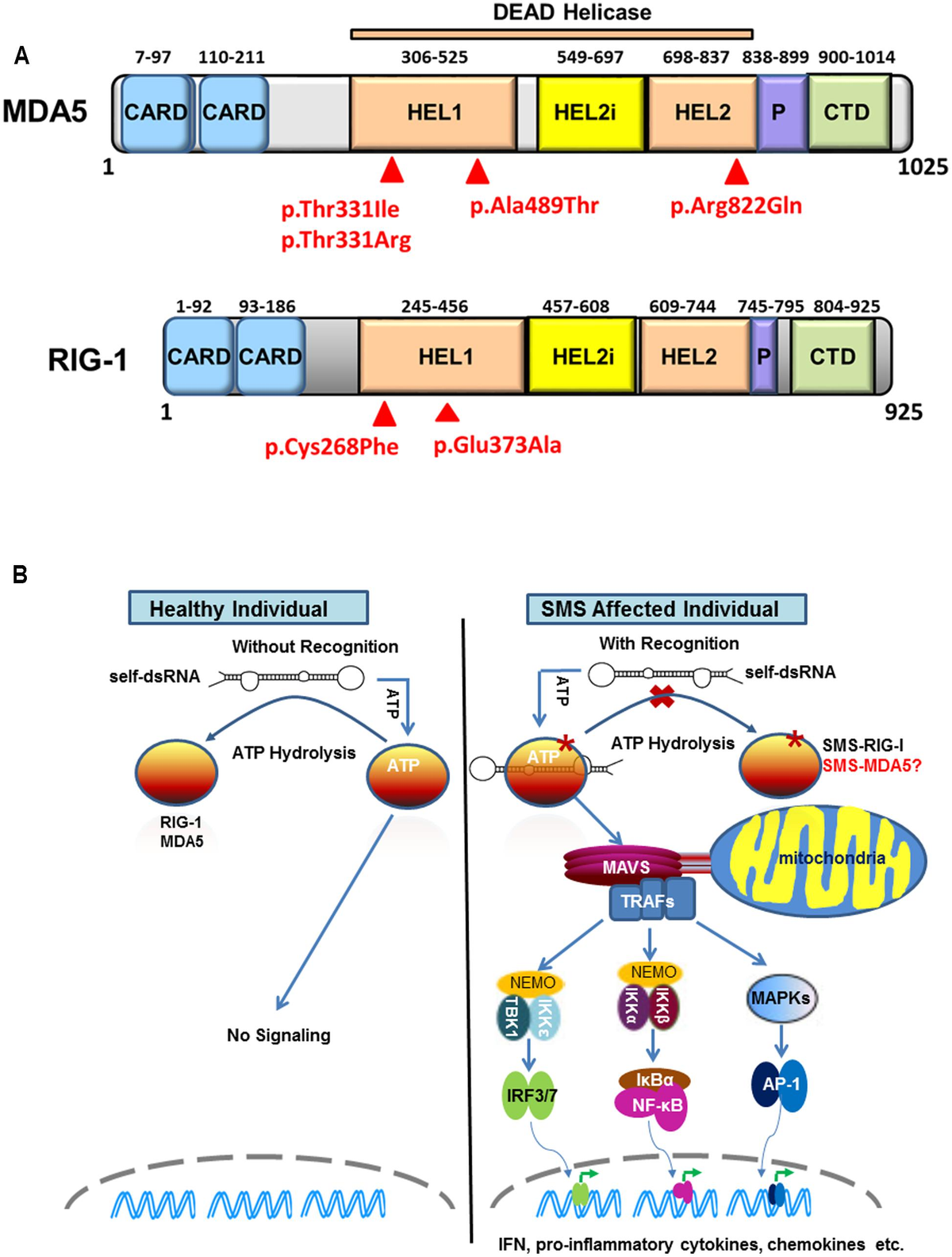 Frontiers | RIG-I-Like Receptor Signaling in Singleton-Merten Syndrome