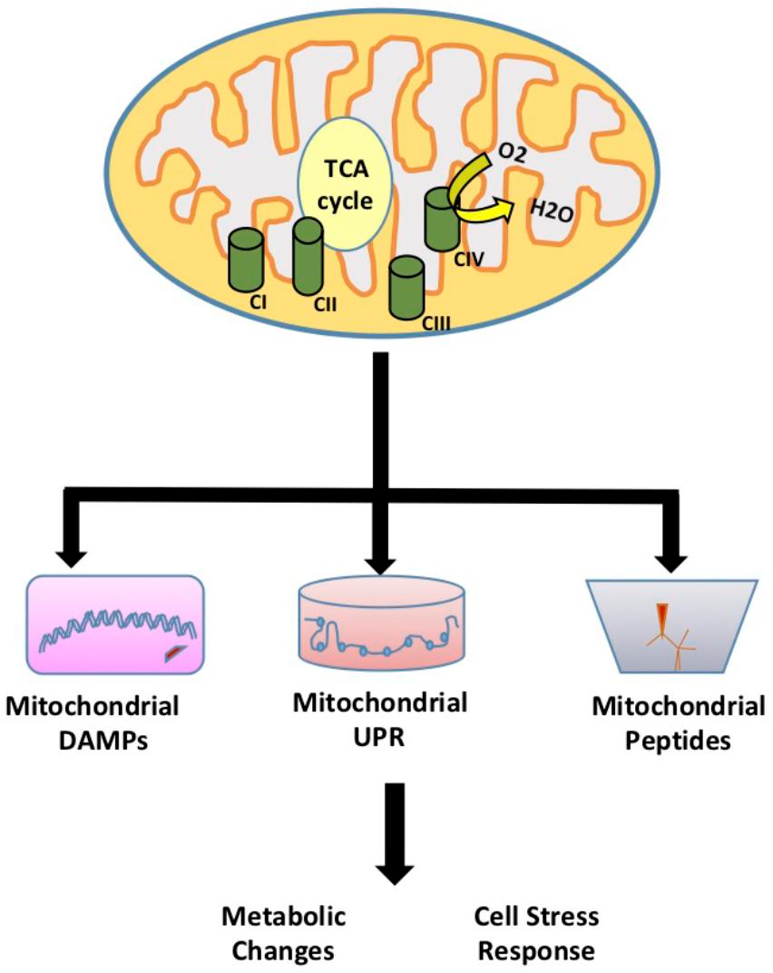 Frontiers | Role of Signaling Molecules in Mitochondrial