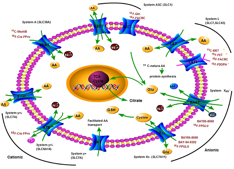 Frontiers | Carbon-11 and Fluorine-18 Labeled Amino Acid