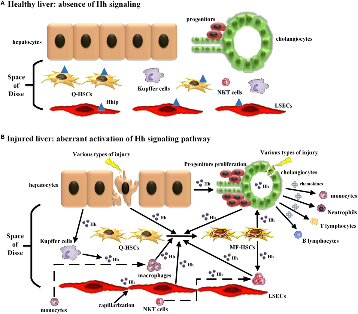 Frontiers | The Injury-Related Activation of Hedgehog