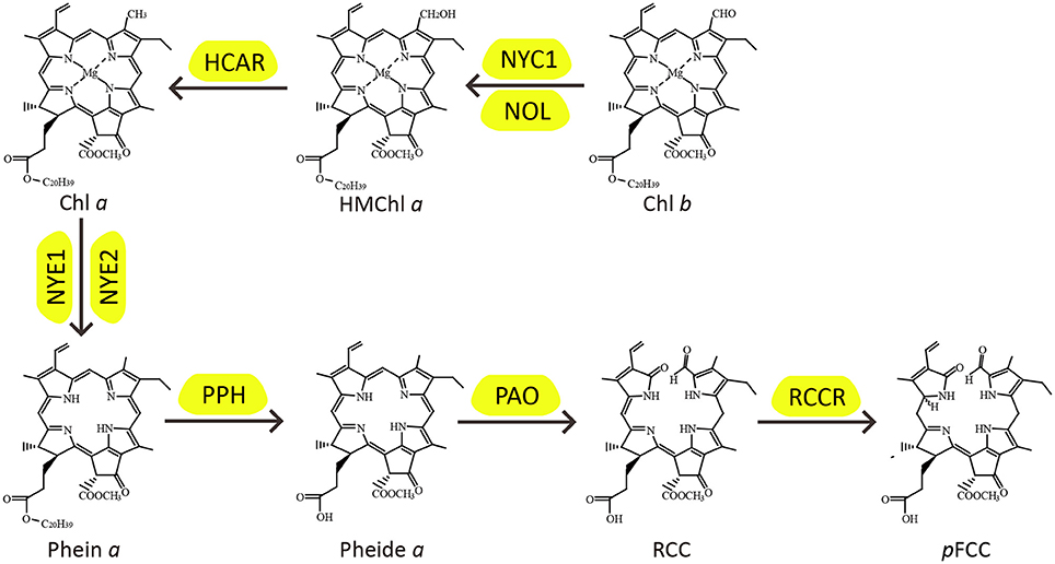 バナジー・プロトコル ホメオパシーにおける病理的アプローチ ホメオパシー バナジー・プロトコル ホメオパシーにおける病理的アプローチ