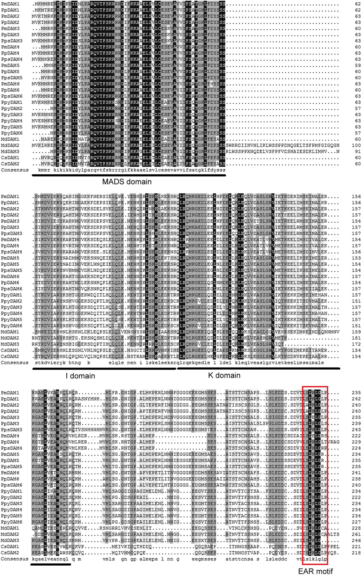 369 Frontiers | Comprehensive Cloning of Prunus mume Dormancy