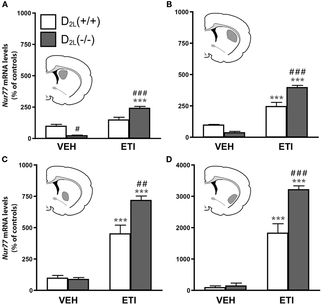 マッキー Frontiers | Dopamine D2 Antagonist-Induced Striatal Nur77