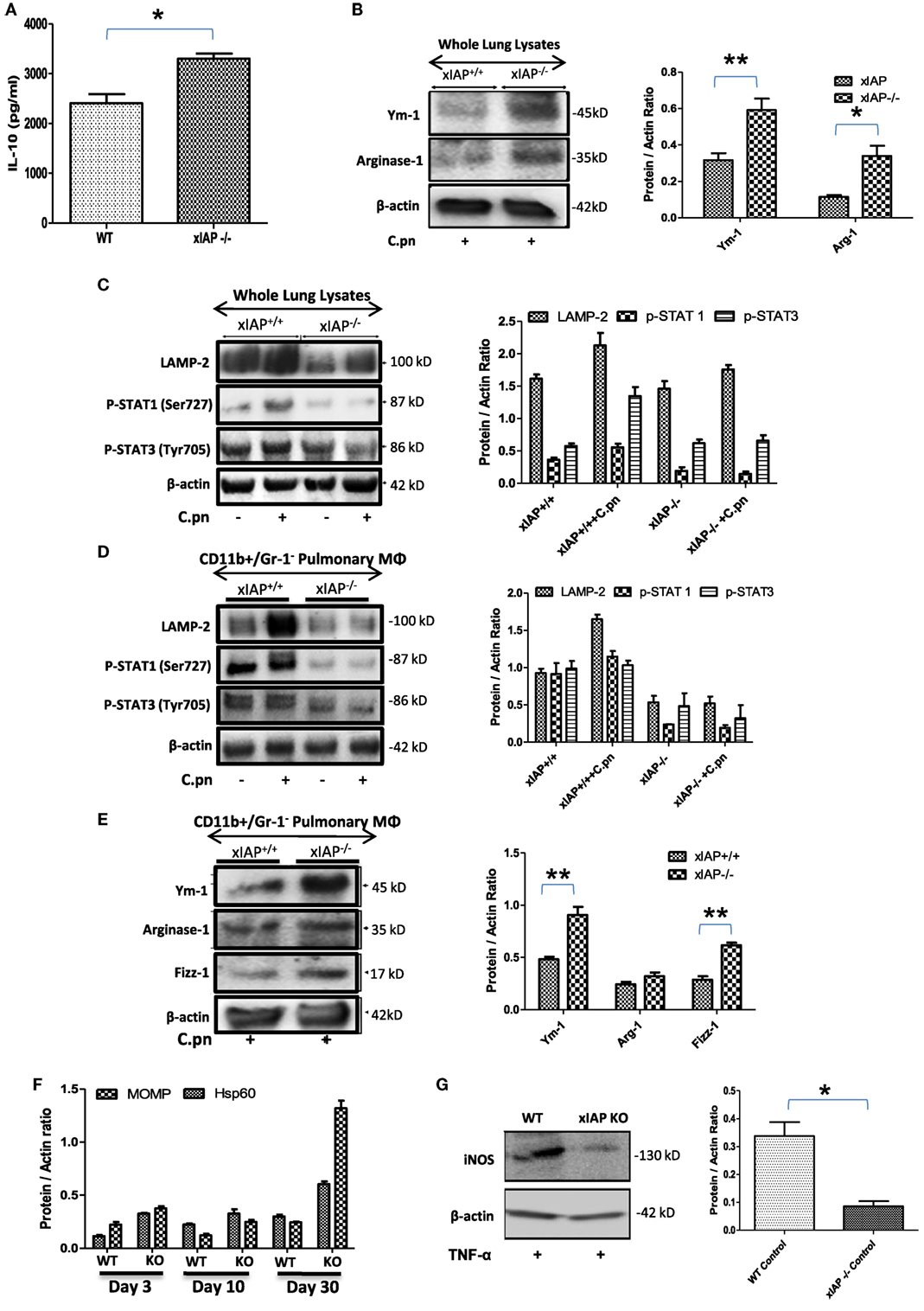 Frontiers | Hypoxia-altered cholesterol homeostasis enhances