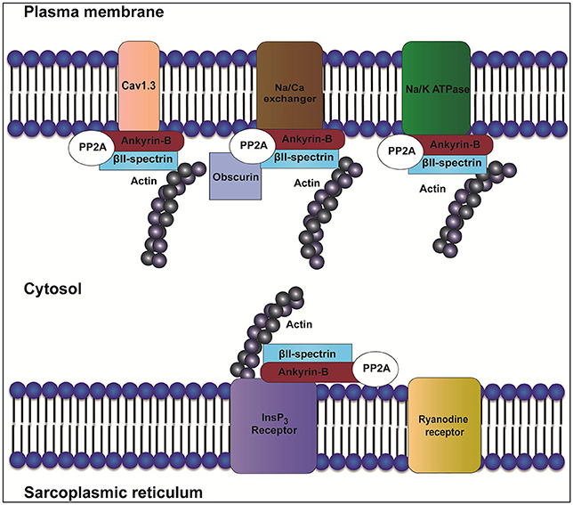 Frontiers | Ankyrins and Spectrins in Cardiovascular Biology
