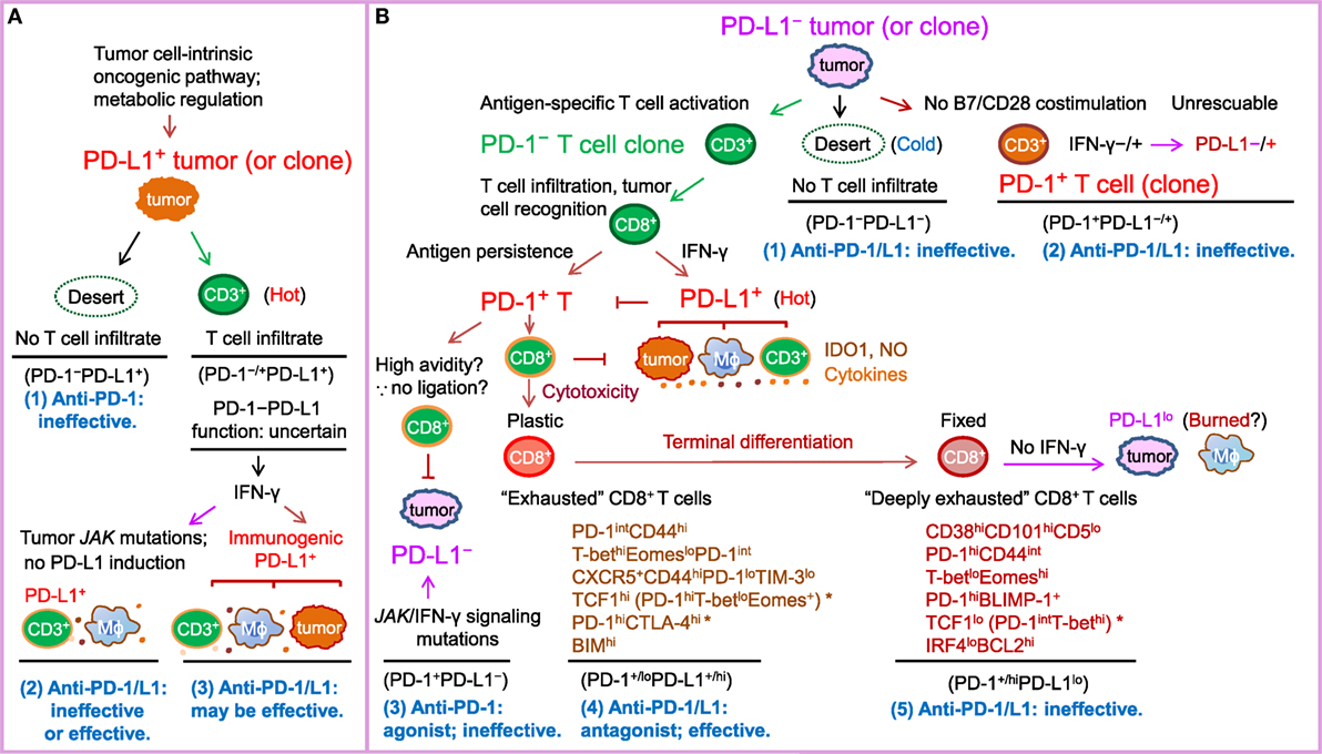 Frontiers | PD-1/PD-L1 Blockade: Have We Found the Key to