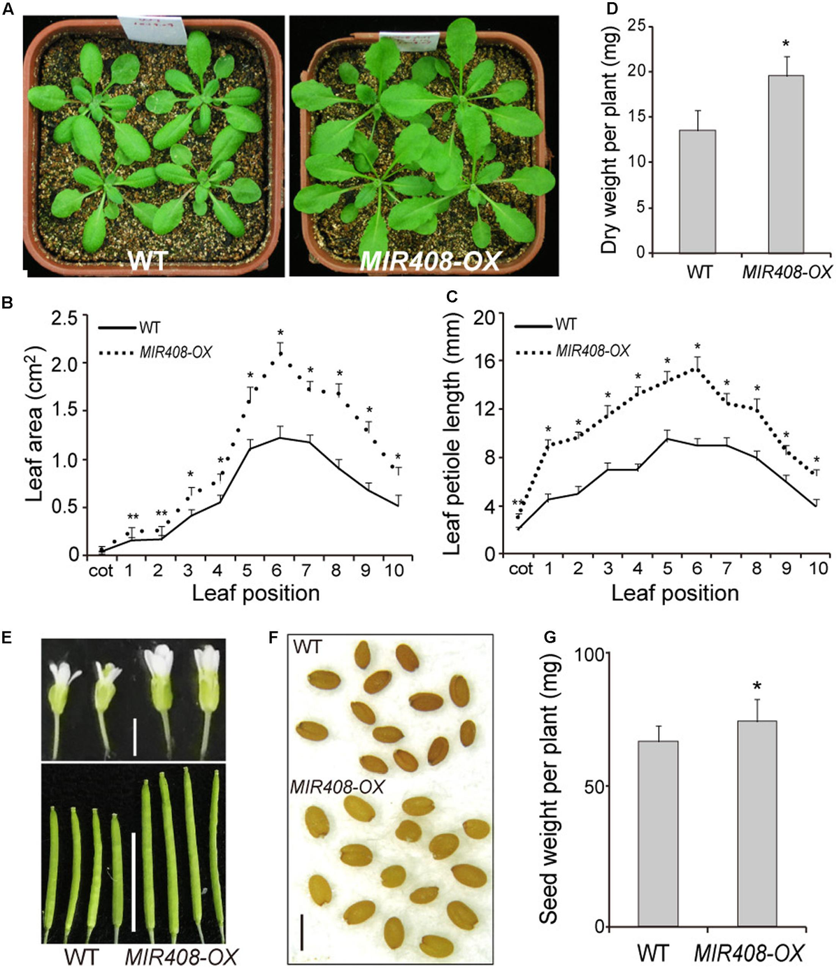 Frontiers | Constitutive Expression of miR408 Improves