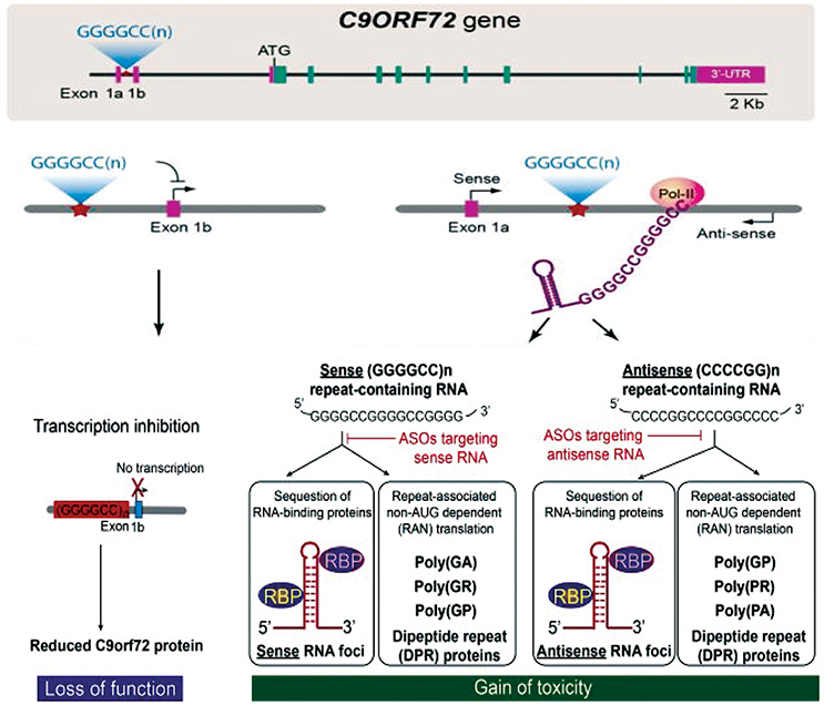 Frontiers | Unraveling the Role of RNA Mediated Toxicity of Frontiers | Unraveling the Role of RNA Mediated Toxicity of