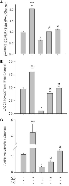 Frontiers | Inhibition of vascular smooth muscle growth via