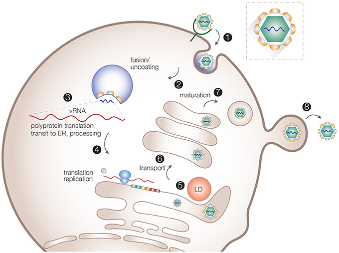 Frontiers | Modulation of Lipid Droplet Metabolism—A