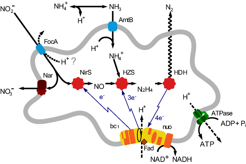 Frontiers | Metagenome Analysis of a Complex Community Frontiers | Metagenome Analysis of a Complex Community