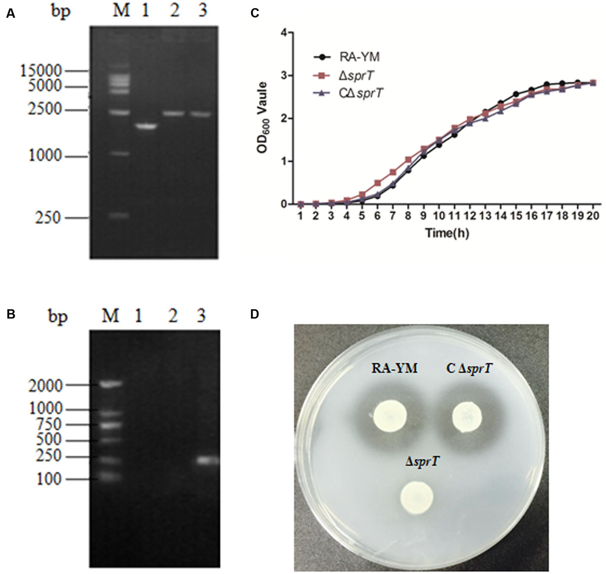 Riemerella anatipestifer Type IX Secretion System Is Required for Virulence  and Gelatinase Secretion - Frontiers